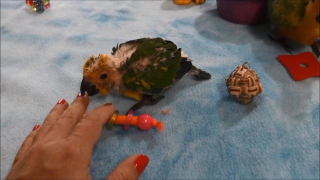 7 week old Baby Sunday Conures смотреть онлайн