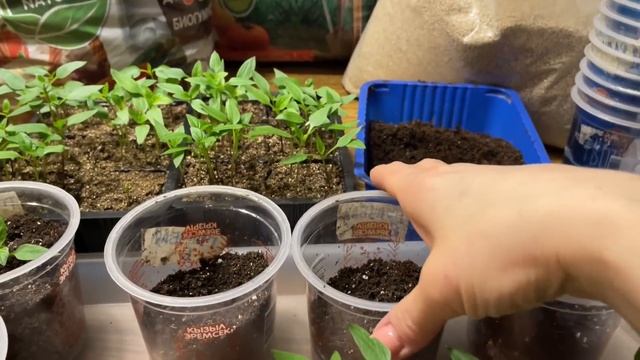 Такую ПИКИРОВКУ ПЕРЕЦ даже не почувствует! Отличный состав грунта для перца! смотреть онлайн