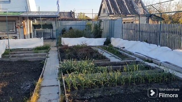 232. После заморозка 15 Мая. Сажаю виноград. смотреть онлайн