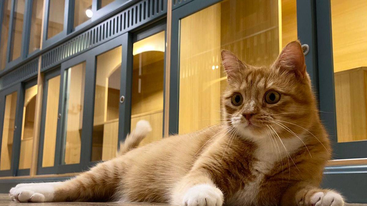 С кем и где оставить кота на время отпуска или отъезда. Гостиница для котов Лукошко. #Кот. смотреть онлайн