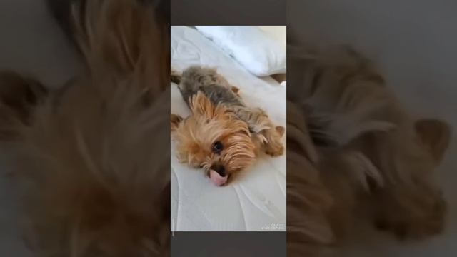 Кувыркулька смотреть онлайн