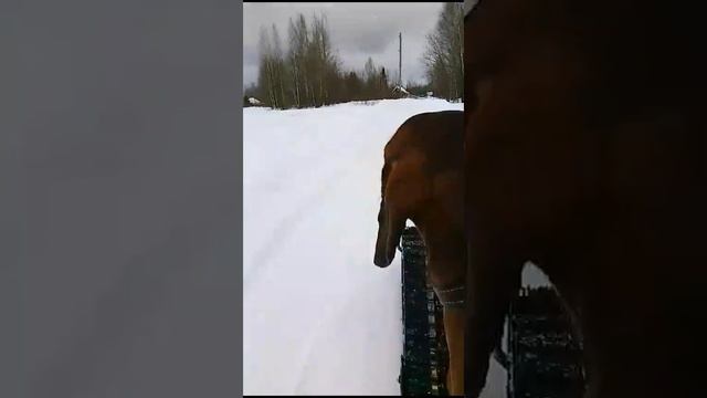 Мотоблок МТЗ Беларус, на гусеницах и телеге с лыжами Крутец смотреть онлайн