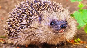 Еж - самые интересные Факты
