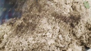 САМАЯ БОЛЬШАЯ ОПАСНОСТЬ ОПИЛОК НА УЧАСТКЕ. Как правильно использовать опилки в саду и в огороде.