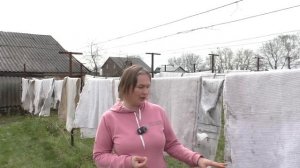 Виноград распускает почки, а мы раскрываем виноград. Сроки и подходы к снятию укрытия