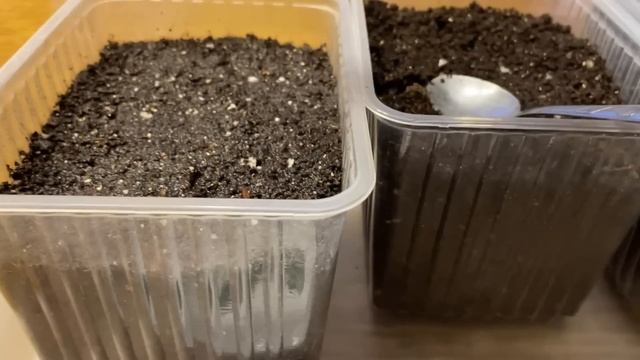 ПОСЕВ и выращивание ЛУКА от А до Я! смотреть онлайн