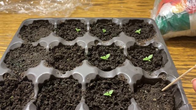 КАК ЗДОРОВО РАСТЕТ ЭУСТОМА после этих подкормок и не только она… смотреть онлайн