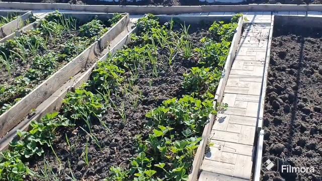 220. Обработка сада от КЛЕЩА весной по всем растениям. смотреть онлайн