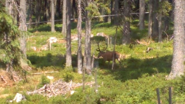 Kvilda jelen přímo zblízka смотреть онлайн