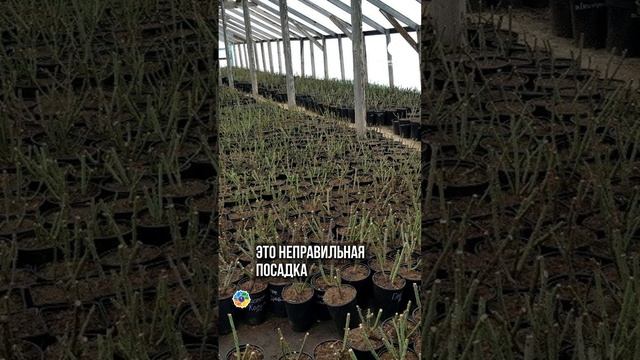 РОЗЫ - что важно знать при посадке #сад #цветы #garden смотреть онлайн