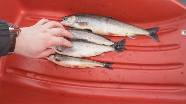 Рыбалка на озере Гремиха. Голец по 1 кг (нет). смотреть онлайн