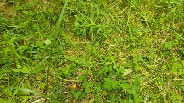 Сходили за грибами. Отдыхаем на даче смотреть онлайн