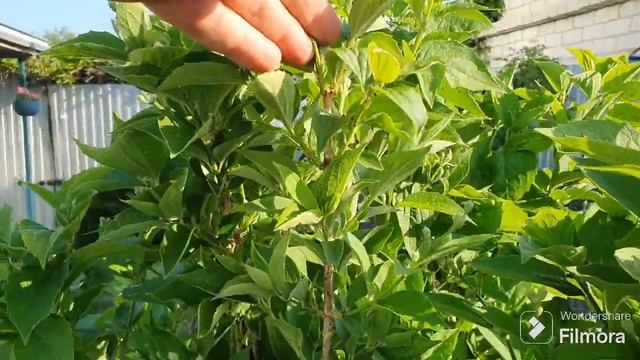 241. Сульфат калия для чеснока. Утка в тандыре. смотреть онлайн