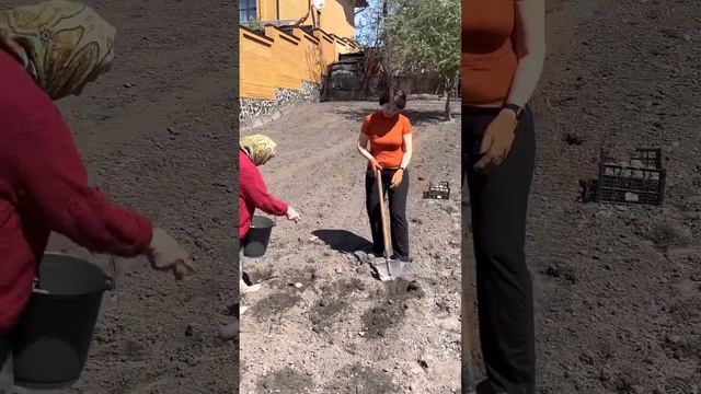 Садимо картоплю🥔в свекрухи та в сестри. Всім гарного врожаю! смотреть онлайн