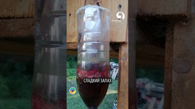 Как защитить виноград от ОС ? смотреть онлайн