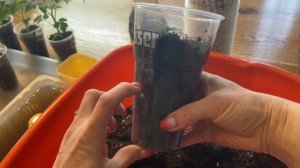 ПИКИРУЮ ТОМАТЫ старым, ПРОВЕРЕННЫМ способом!