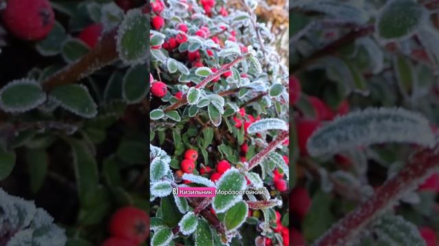 ТОП-10 растений, зимующих без укрытия #зимнийсад #садоводство смотреть онлайн