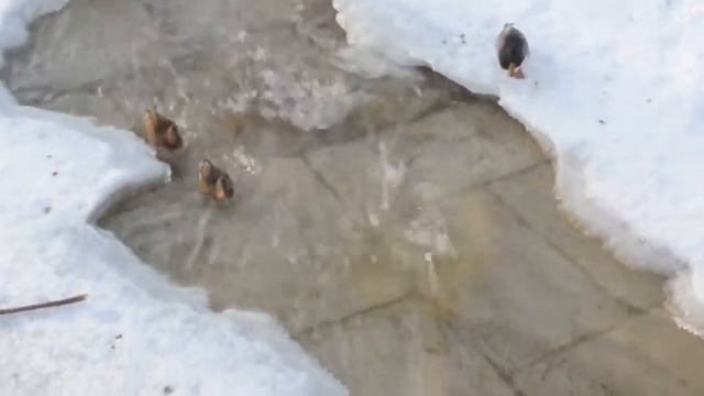 kalugafoto.net Утки на Терепце смотреть онлайн