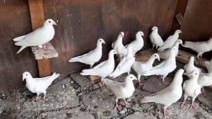 Белые почтовые голуби