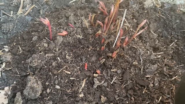 Весенняя бомбическая ПОДКОРМКА для роз, гортензии, пионов! смотреть онлайн