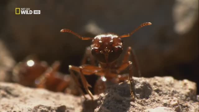 Город муравьёв (документальный фильм, 2010) смотреть онлайн