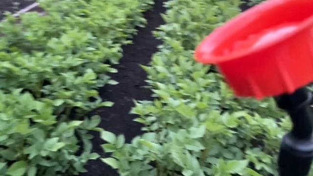 КАРТОФЕЛЬ БЕЗ КОЛОРАДСКОГО ЖУКА! Подкормка для большого урожая! смотреть онлайн