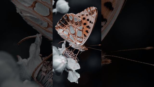 Farfalle 2 episodio смотреть онлайн