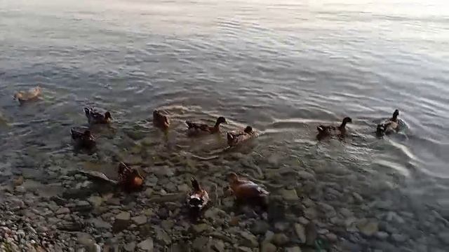 Уточки❤️ смотреть онлайн