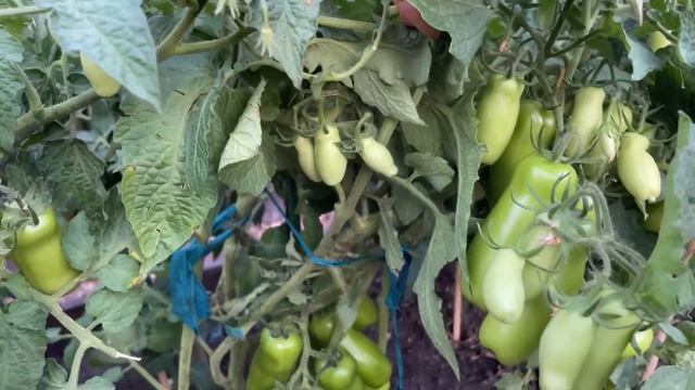 Эти ТОМАТЫ ОБЯЗАТЕЛЬНО оставляю для следующего сезона! Обзор смотреть онлайн