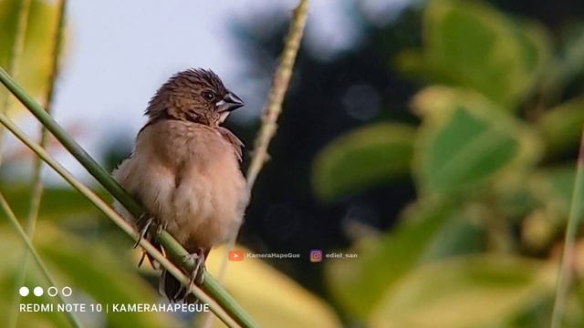 On Budget Wildlife Photography/Phonescoping/Birding Photography смотреть онлайн