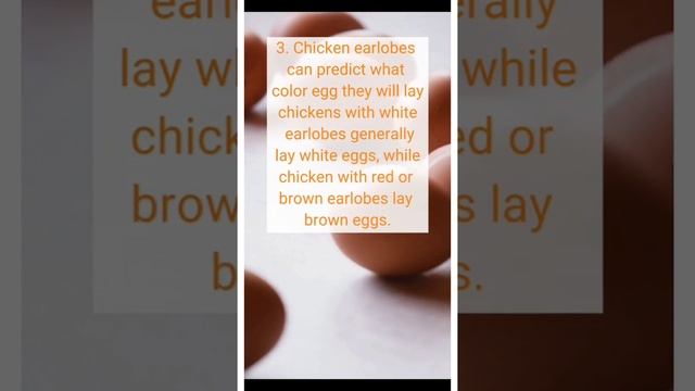 अंडा खाने के अद्भुत स्वास्थ्य लाभ#shorts #factshorts смотреть онлайн