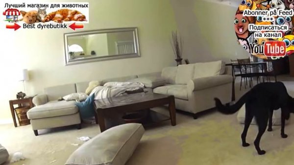 Собаки шкодничают