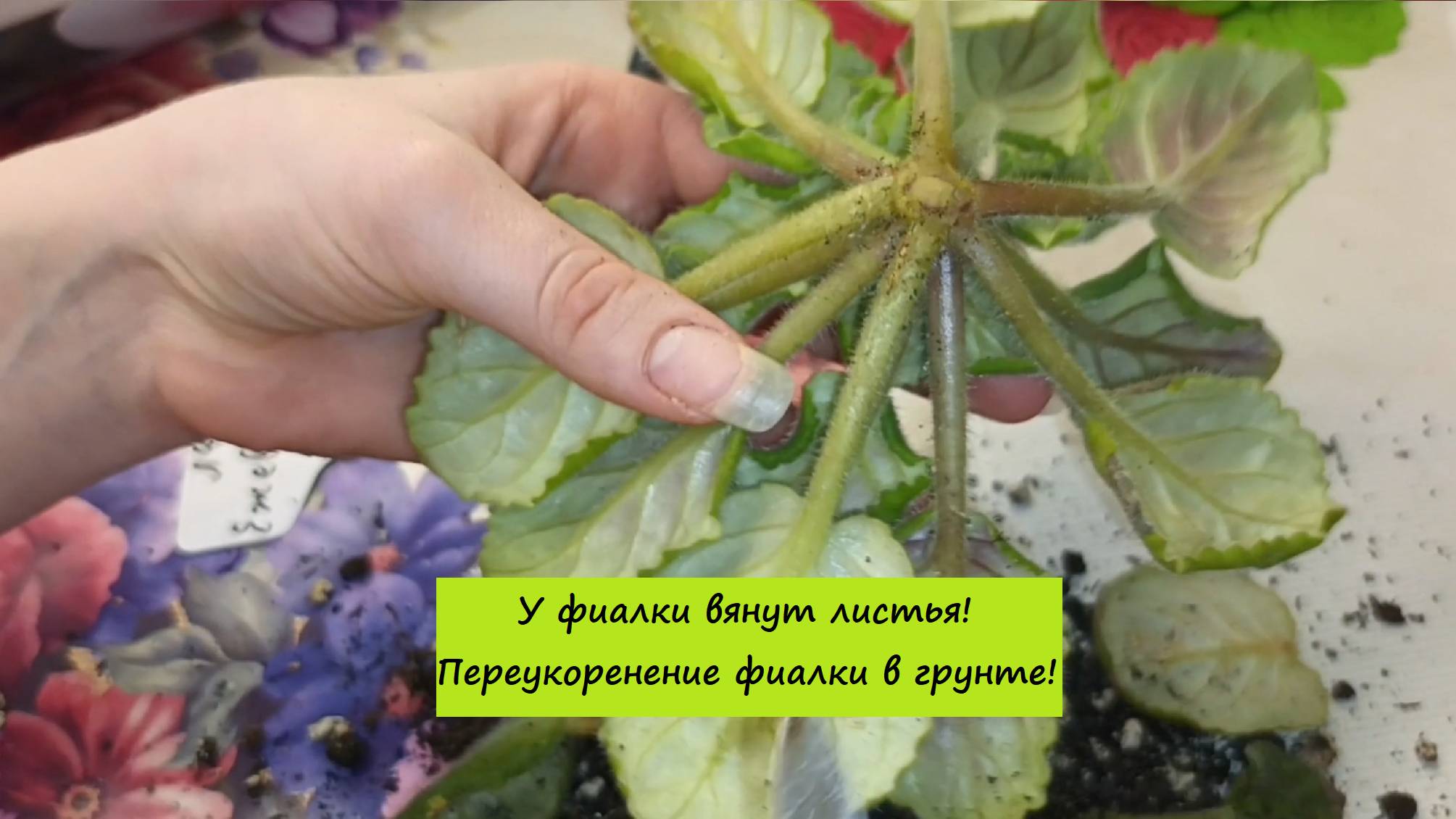 У фиалки вянут листья! Переукоренение фиалки в грунте!