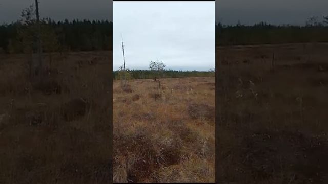 Архангельский мох, болота. Гусеницы Крутец выручают #крутец #гусеницы #мотоблок смотреть онлайн