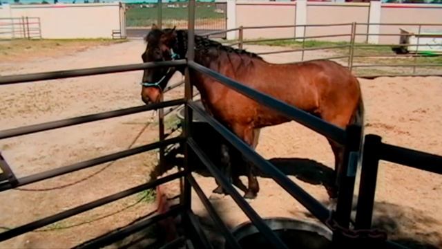 Wild Mustang does obstacle course смотреть онлайн