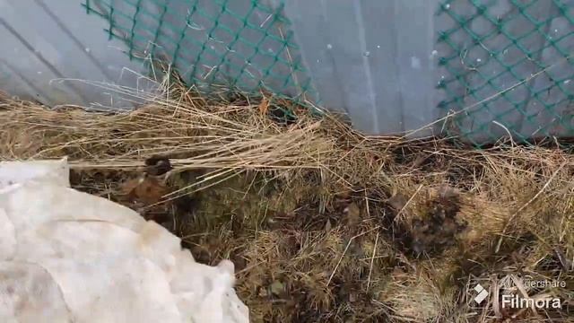 212. Открыл Розы. Первая обработка роз. смотреть онлайн