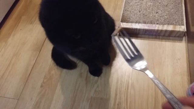 Кот, который ест с вилки;) смотреть онлайн