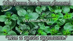Для начинающих фиалководов! Удобрение для деток фиалки на всех этапах развития) Мой опыт.