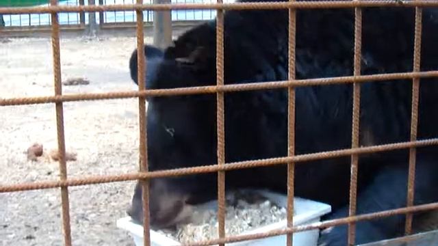 Маша и каша смотреть онлайн