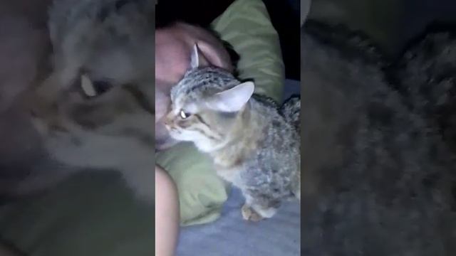 МАНЧКИН. ПРОДАЕТСЯ. САМАЯ МАЛЕНЬКАЯ КОШКА, САМАЯ ЛАСКОВАЯ смотреть онлайн