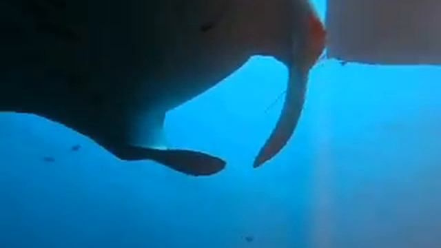 Manta ray dance смотреть онлайн