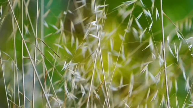 УРАЛКА И ВИТАЛЬКА. И ИХ ЛЮБОВЬ К МЁДУ. ОЛЬГА УРАЛОЧКА LIVE. ОБЗОР. смотреть онлайн