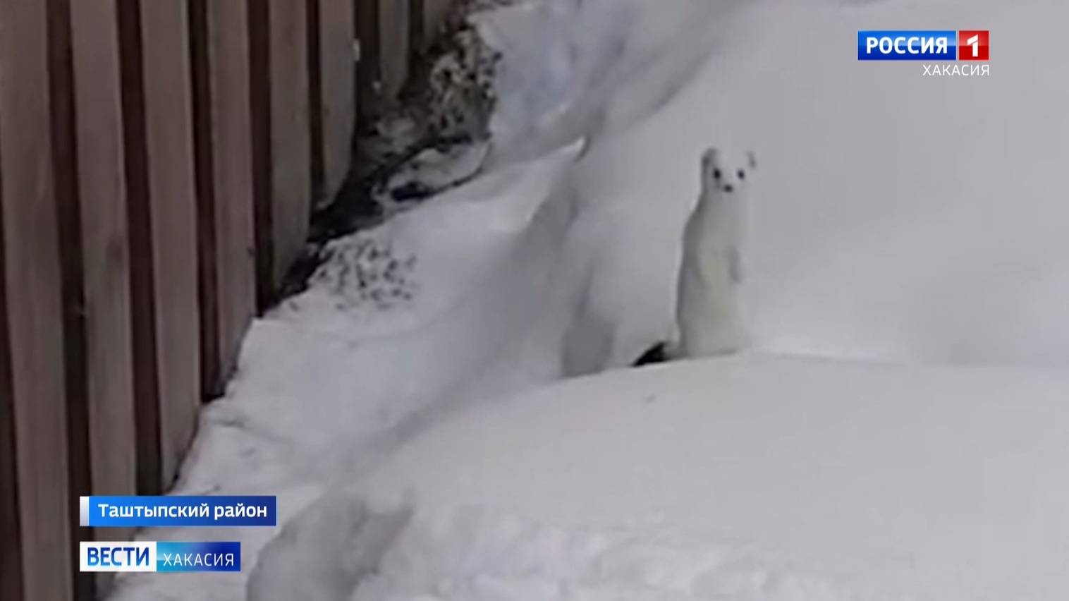 Редкие кадры: инспекторы сняли на видео горностая смотреть онлайн