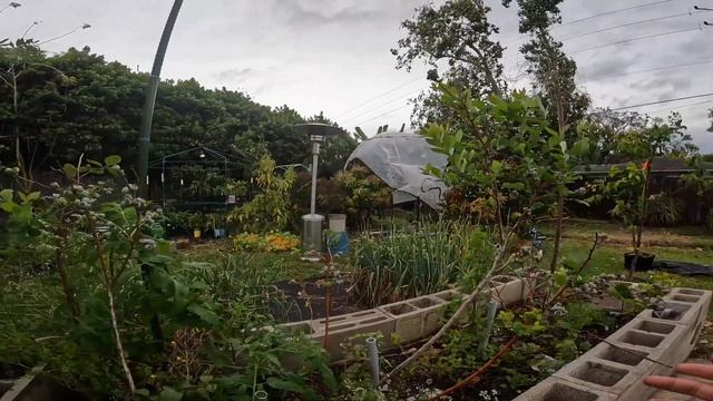 Garden makeover, what is growing, fruiting and more. смотреть онлайн