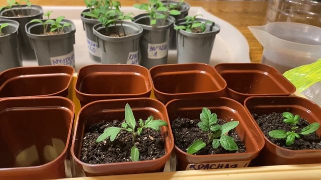 Такая ПИКИРОВКА и УХОД ДЛЯ ТОМАТОВ помогут вырастить КРЕПКУЮ РАССАДУ! смотреть онлайн