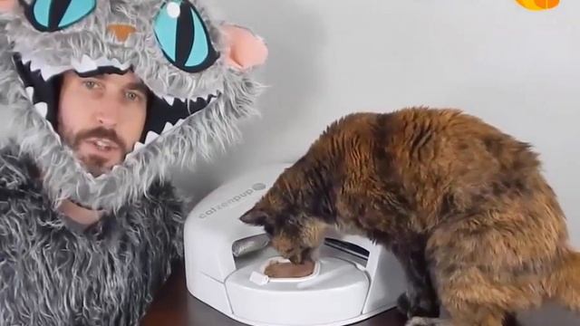The Catzenpup WET FOOD Feeder Story & Product Details смотреть онлайн