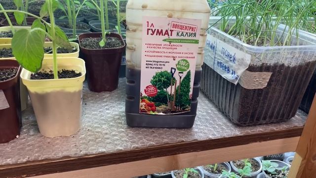 ДВЕ ВАЖНЫЕ ПОДКОРМКИ для рассады перед высадкой в грунт! Обзор рассады смотреть онлайн