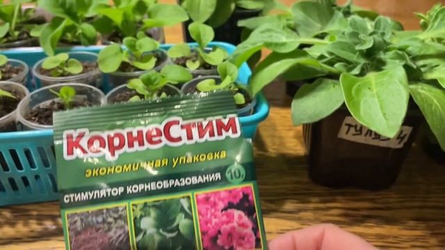 ПЕТУНИЯ шикарно РАЗВИВАЕТСЯ благодаря этому средству! смотреть онлайн