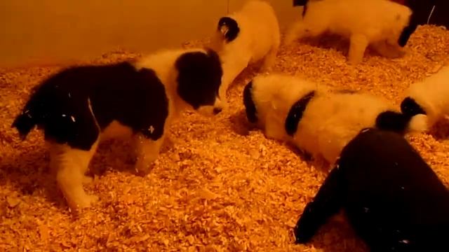 Д-помет Тылла Ачар (щенки от Аватара и Бара-Гуль Т.А.) смотреть онлайн