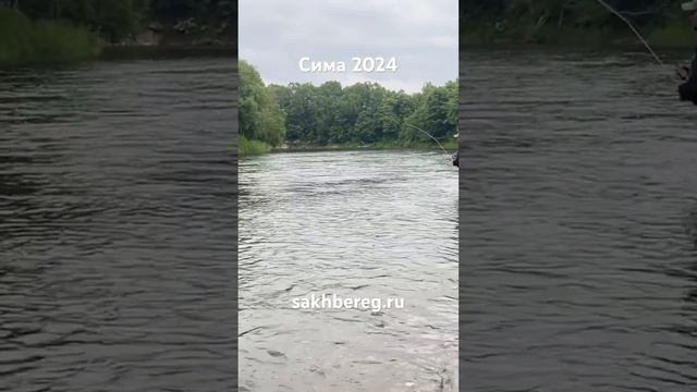 Нахлыст ловля лосося #сахалин #рыбалка #туризм #fishing #рыба #сима смотреть онлайн